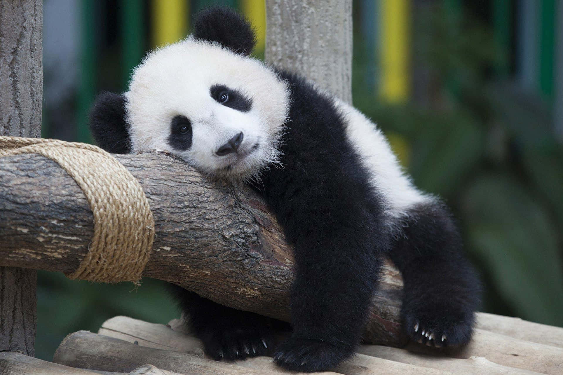Cute panda looking for a hug