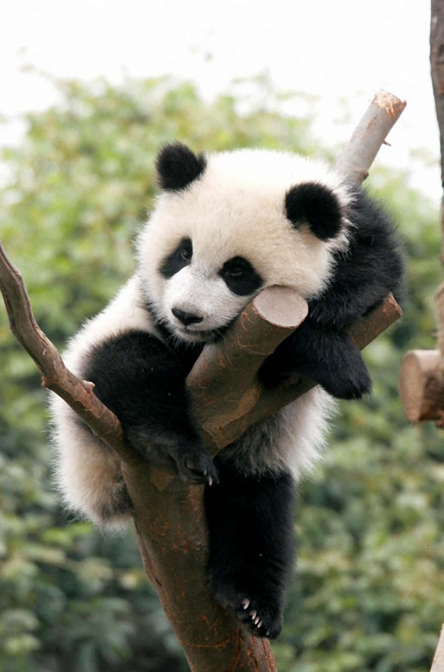 "What's more adorable than a cute panda?"