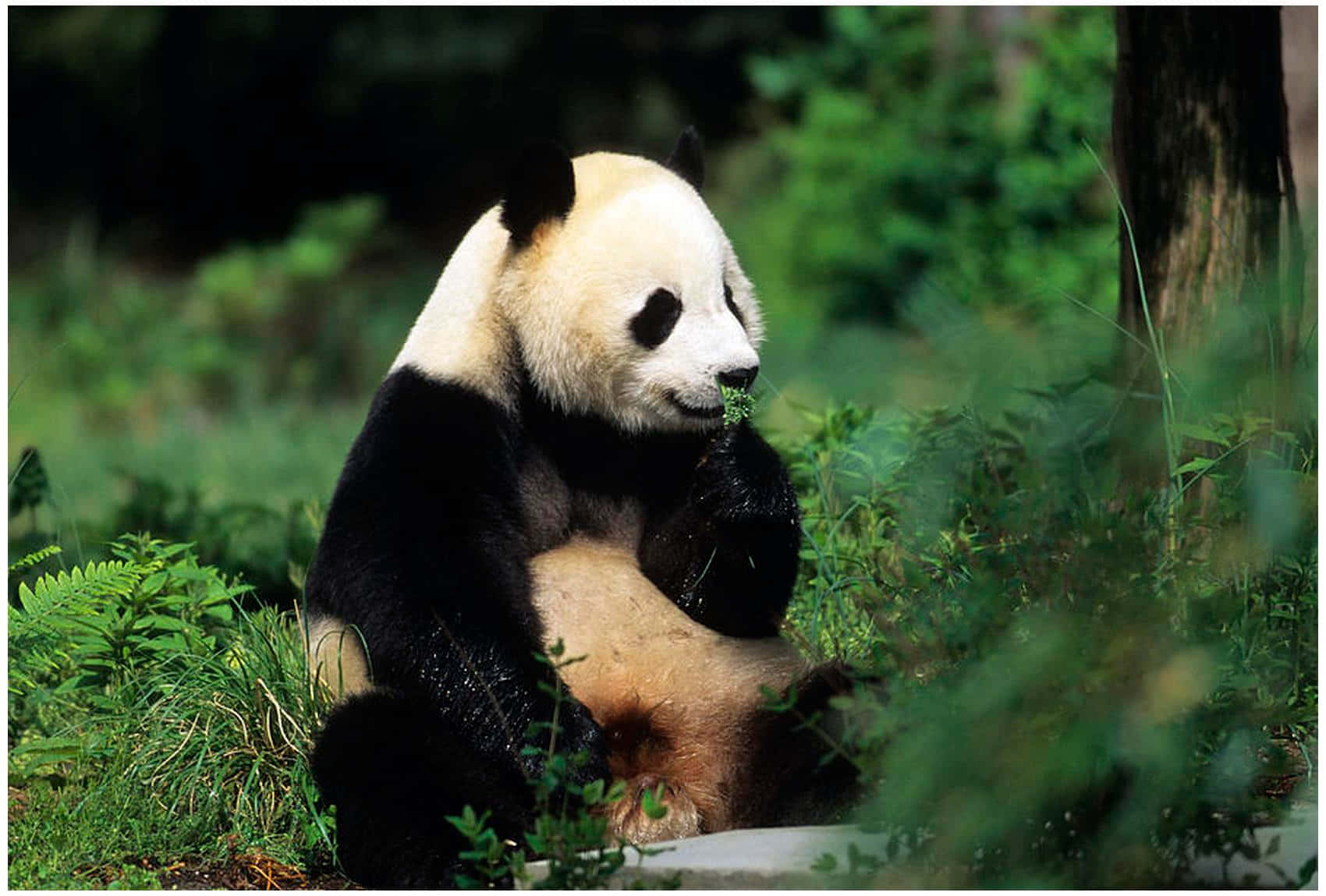 Ensöt Panda Som Sitter I Gräset.
