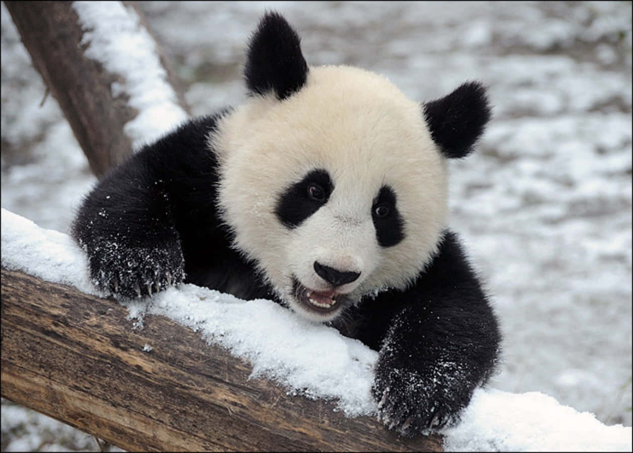 A Panda Bear Is Climbing A Wooden Fence In The Snow