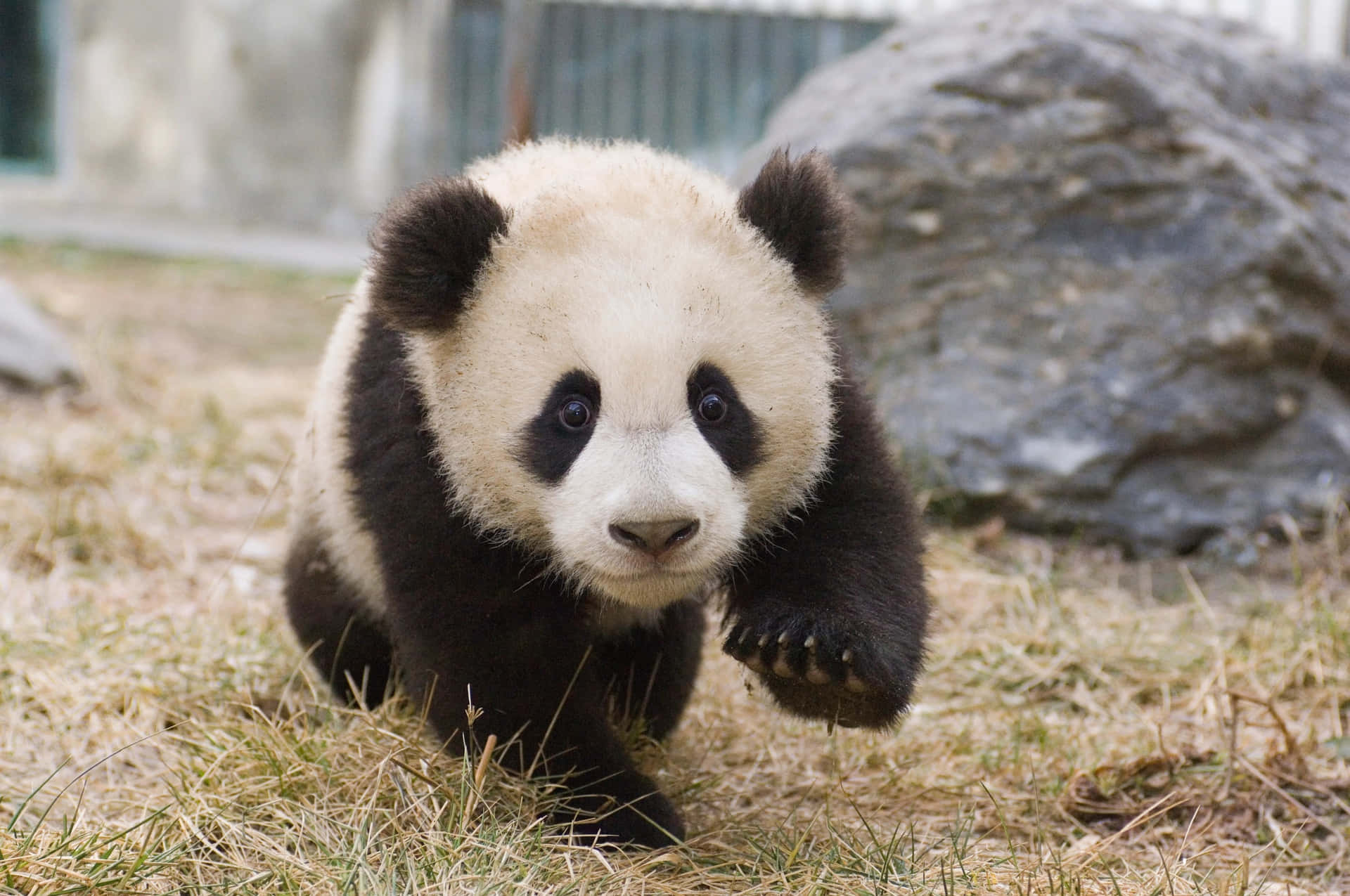 ¡miraa Este Adorable Panda Abrazando Un Árbol!