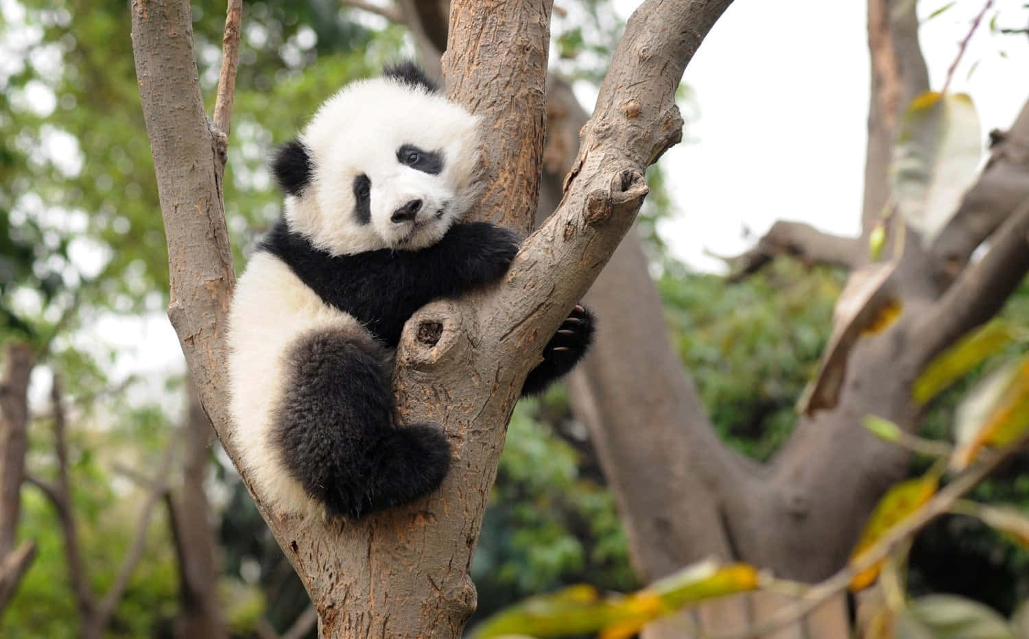 “Look at that cute panda!"
