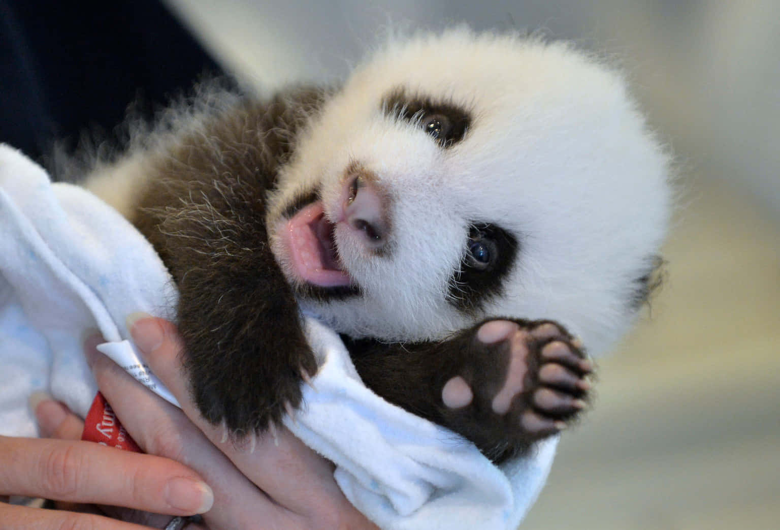 A cute panda ready for a nap