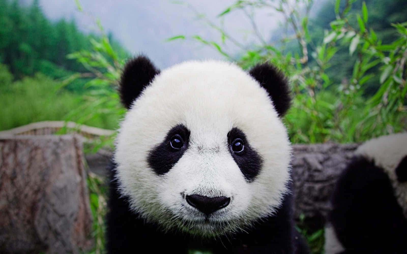 Cute panda peeking out from behind a bamboo stalk