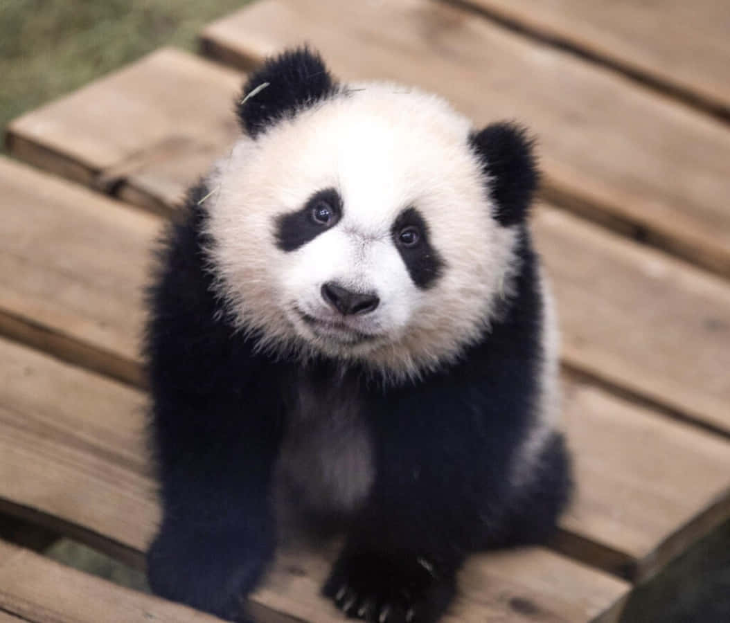 Dennesøde Panda Vil Få Din Dag Til At Lyse Op.
