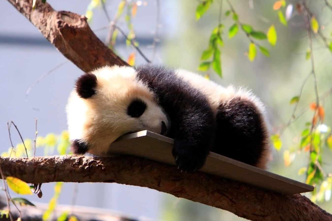 A Cute Pandas Sitting on a Bamboo Branch