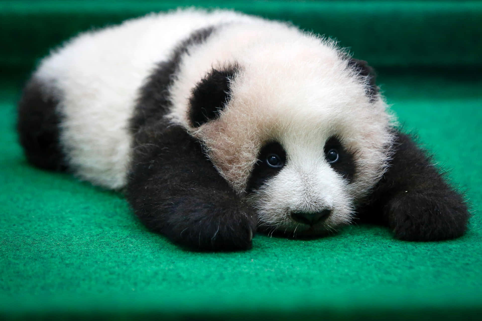 Adorabilecucciolo Di Panda Trascorre Del Tempo Con La Mamma.