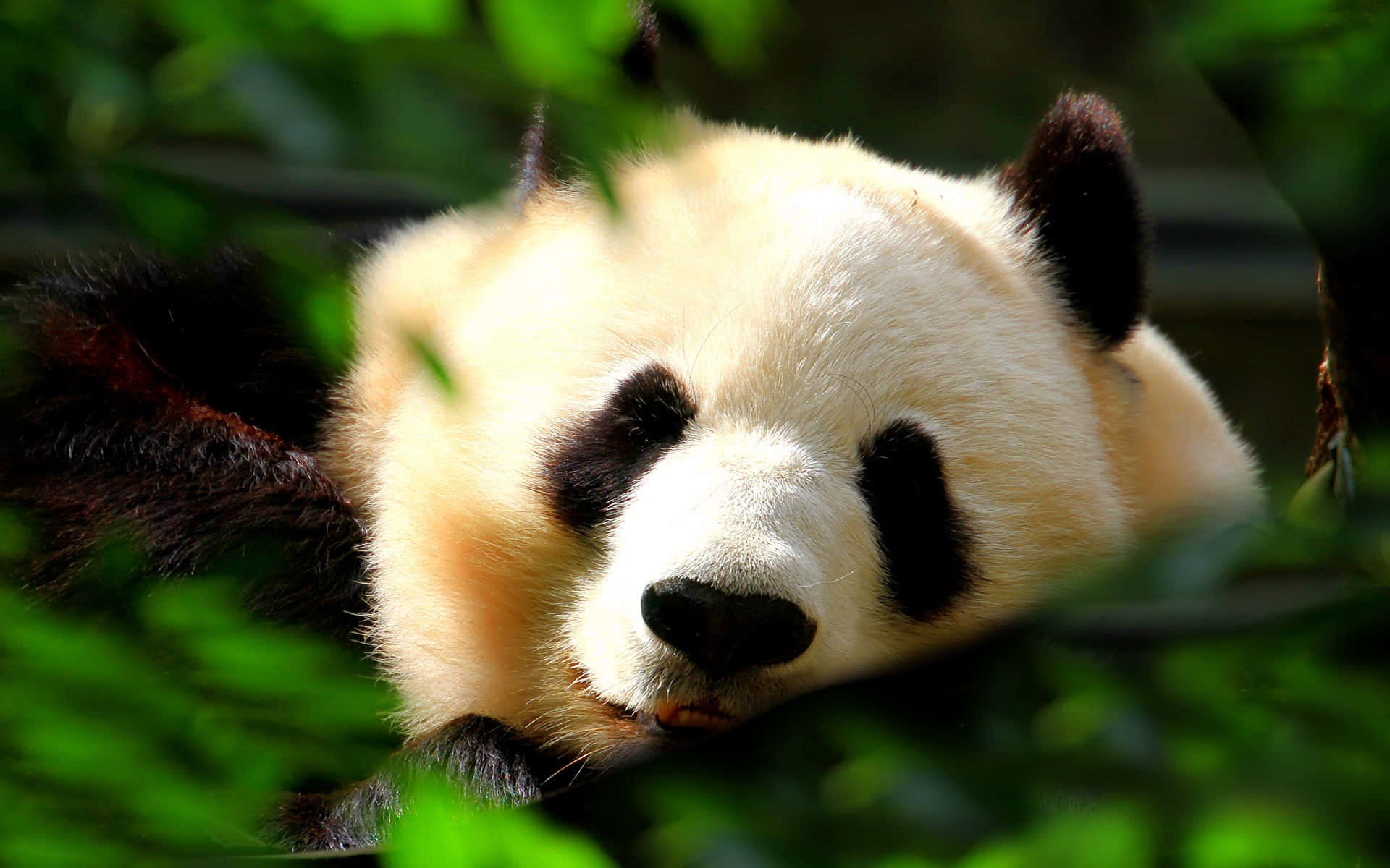 Heartwarming Cuteness - Adorable Panda