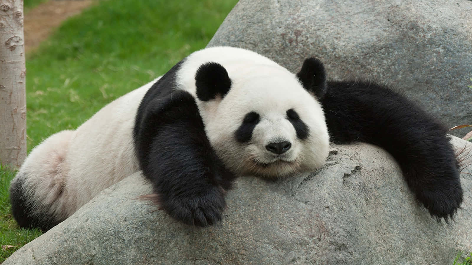 Look how cute this panda is!