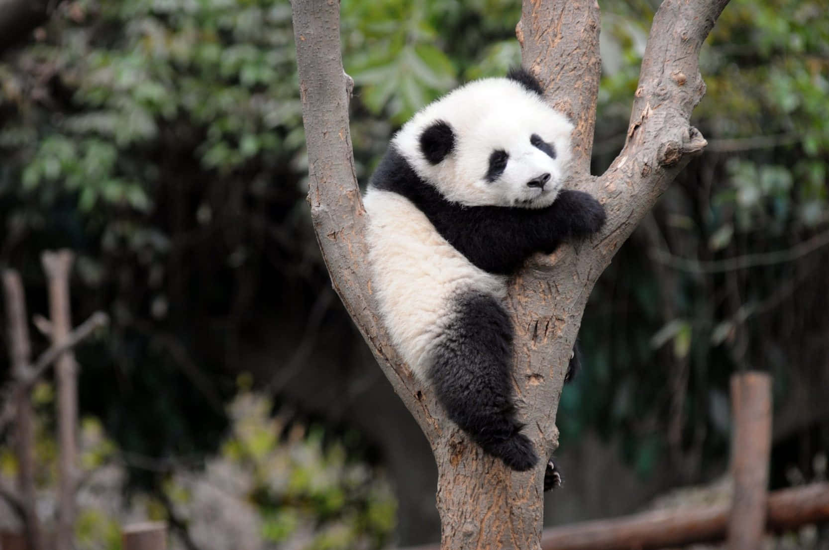 Delkærligheden Med Denne Søde Panda!