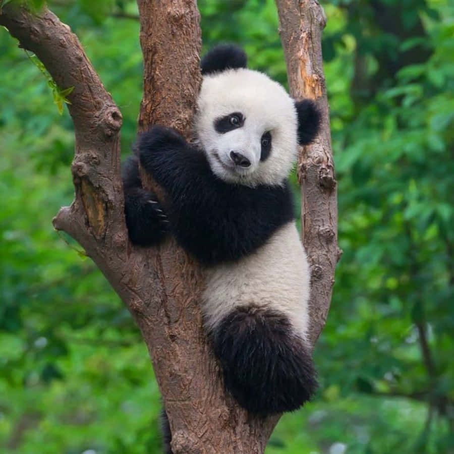 Adorable panda cub cuddled up