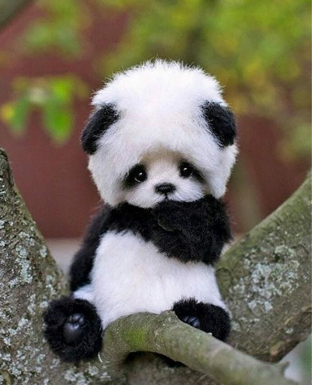 Skønbaby Panda Nyder At Lege Med En Ballon.