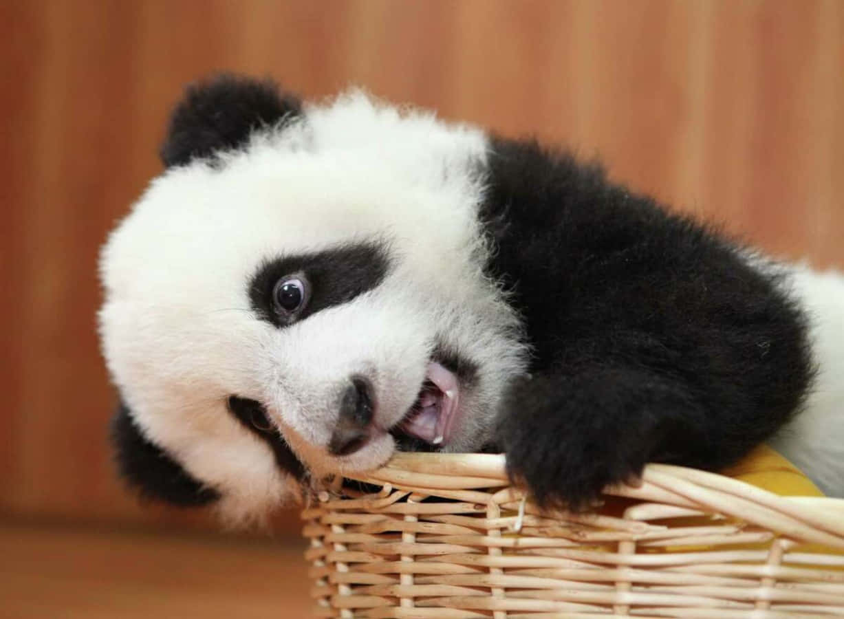Bildein Süßer Panda Snackt An Bambusblättern