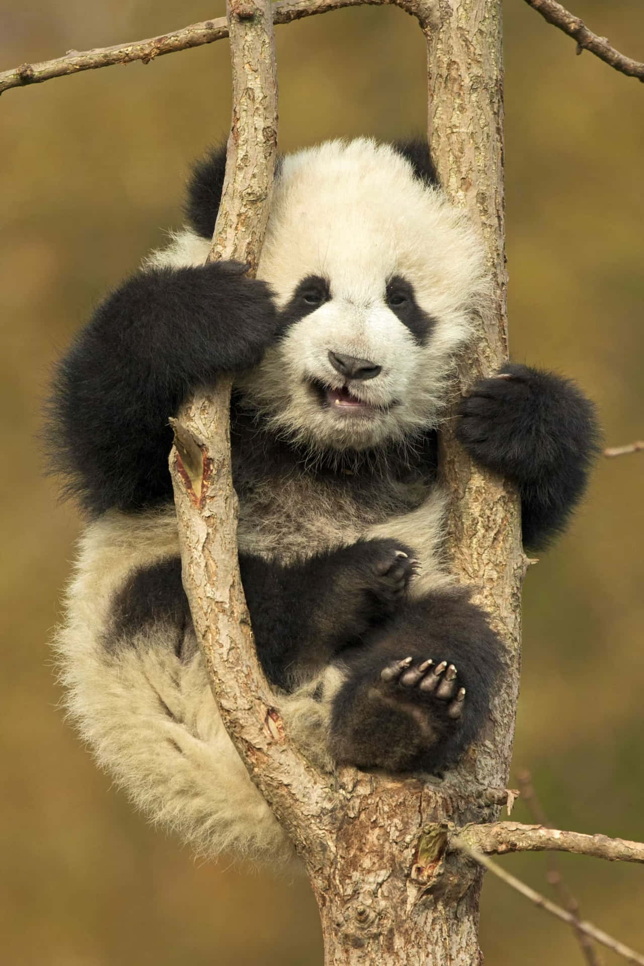 Betrachtedie Welt Aus Den Augen Eines Niedlichen Pandas!