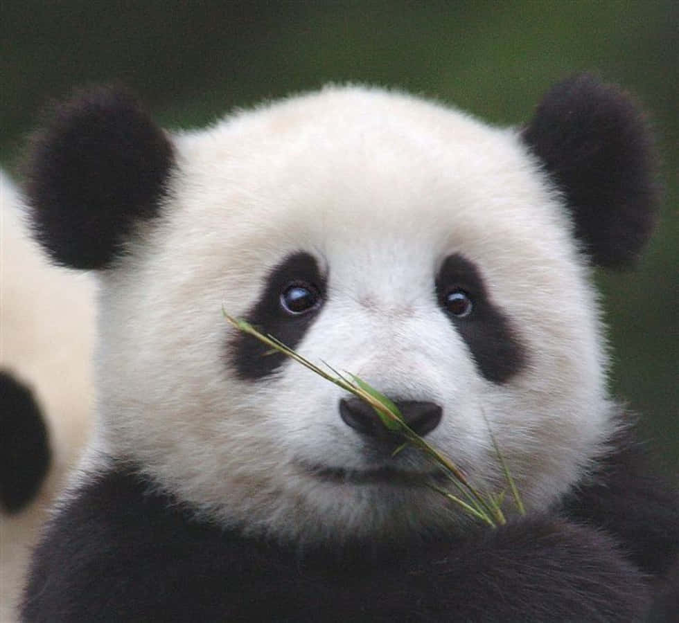 Two Pandas Are Holding A Piece Of Grass