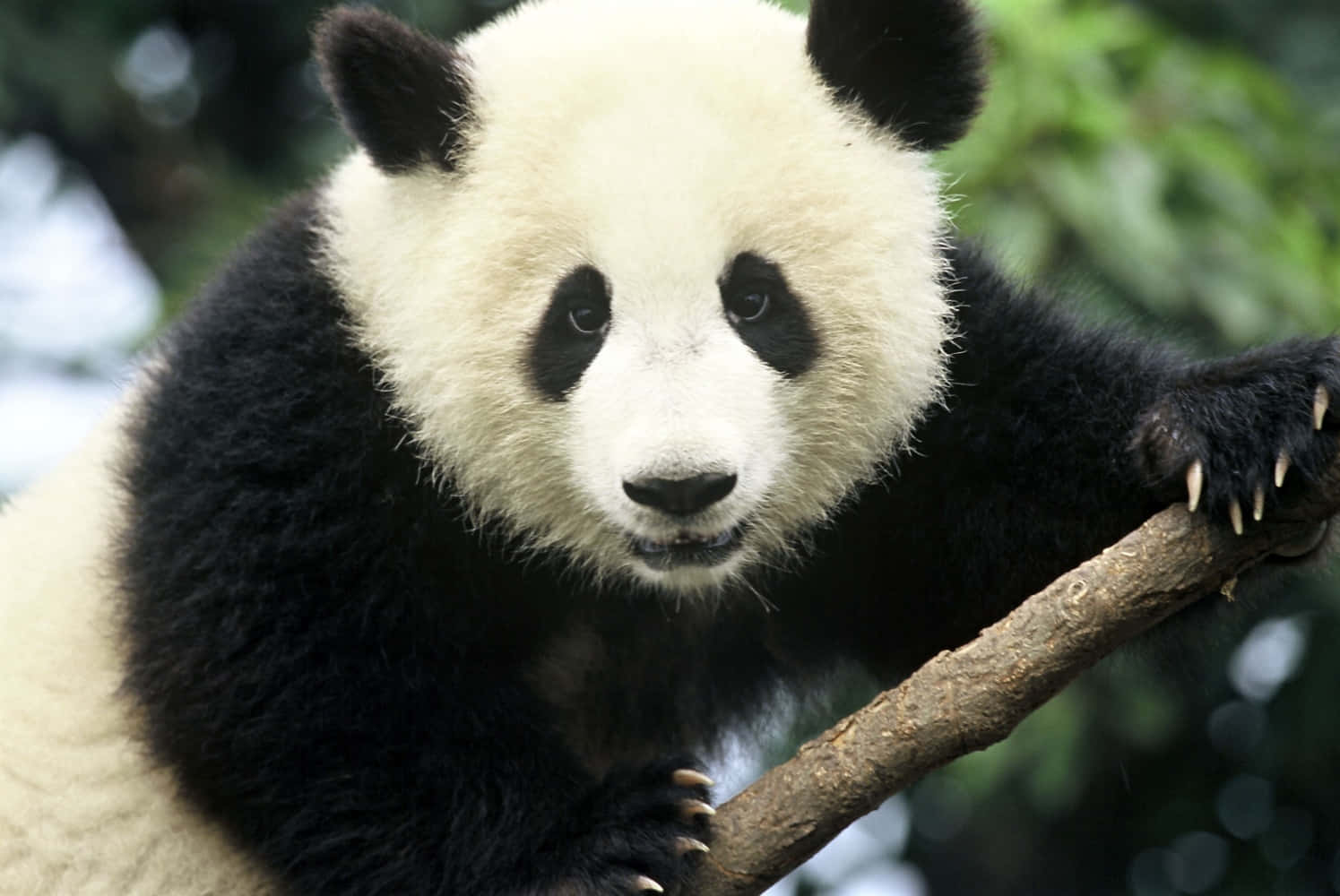 A Happy, Cute Panda