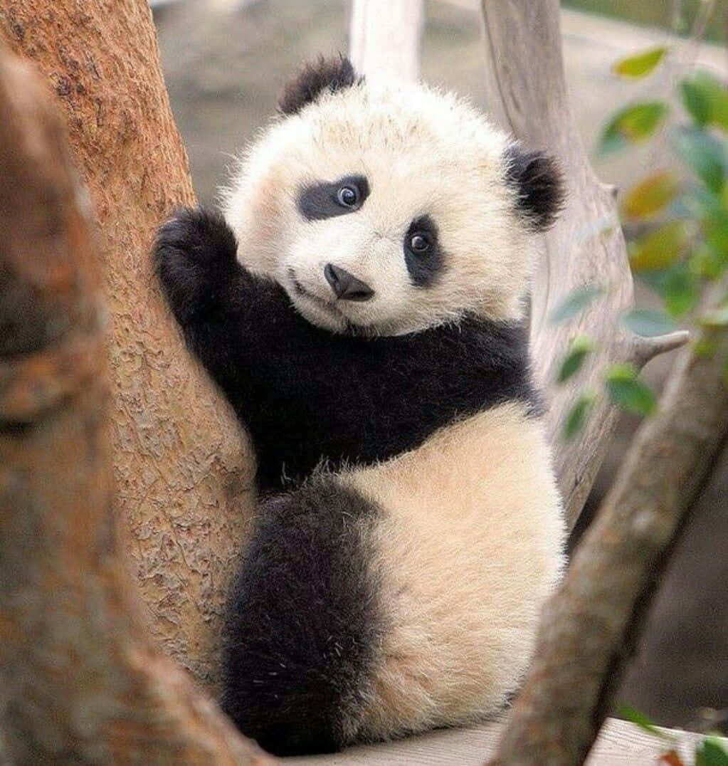 Unoso Panda Está Sentado En Un Árbol.