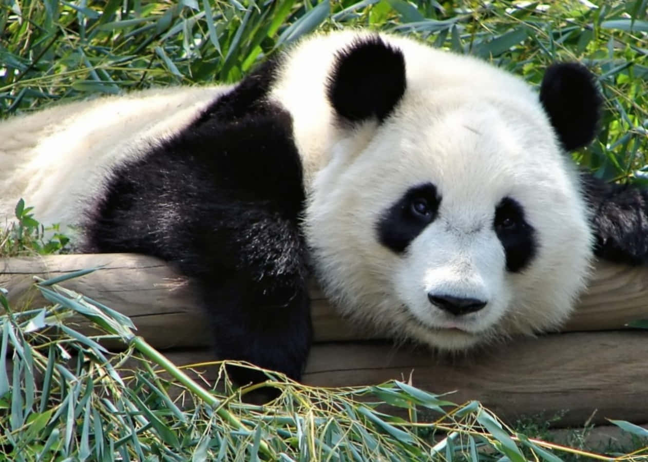 A Panda Bear Is Laying On A Wooden Log