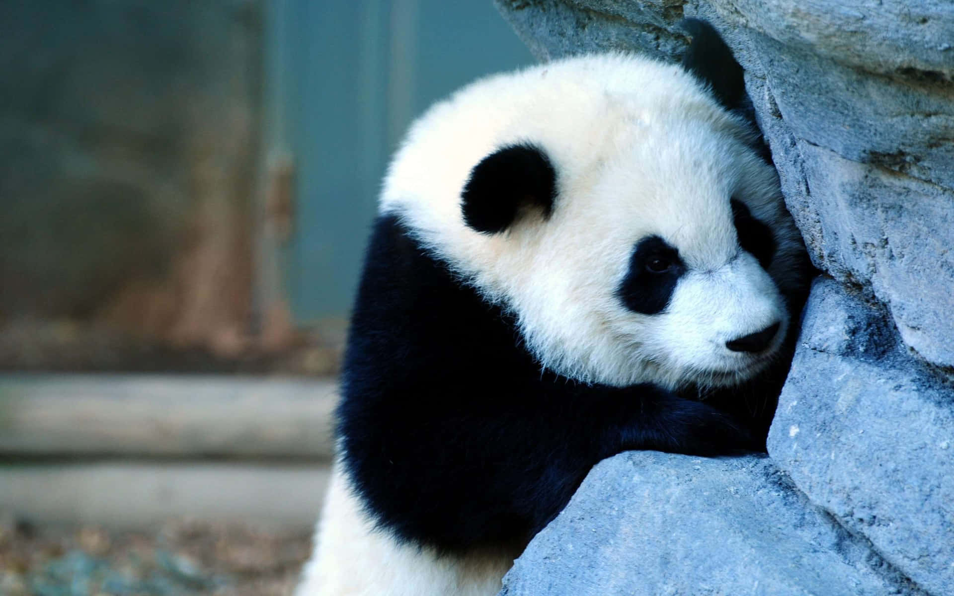 A young panda enjoying a snack in its natural habitat.