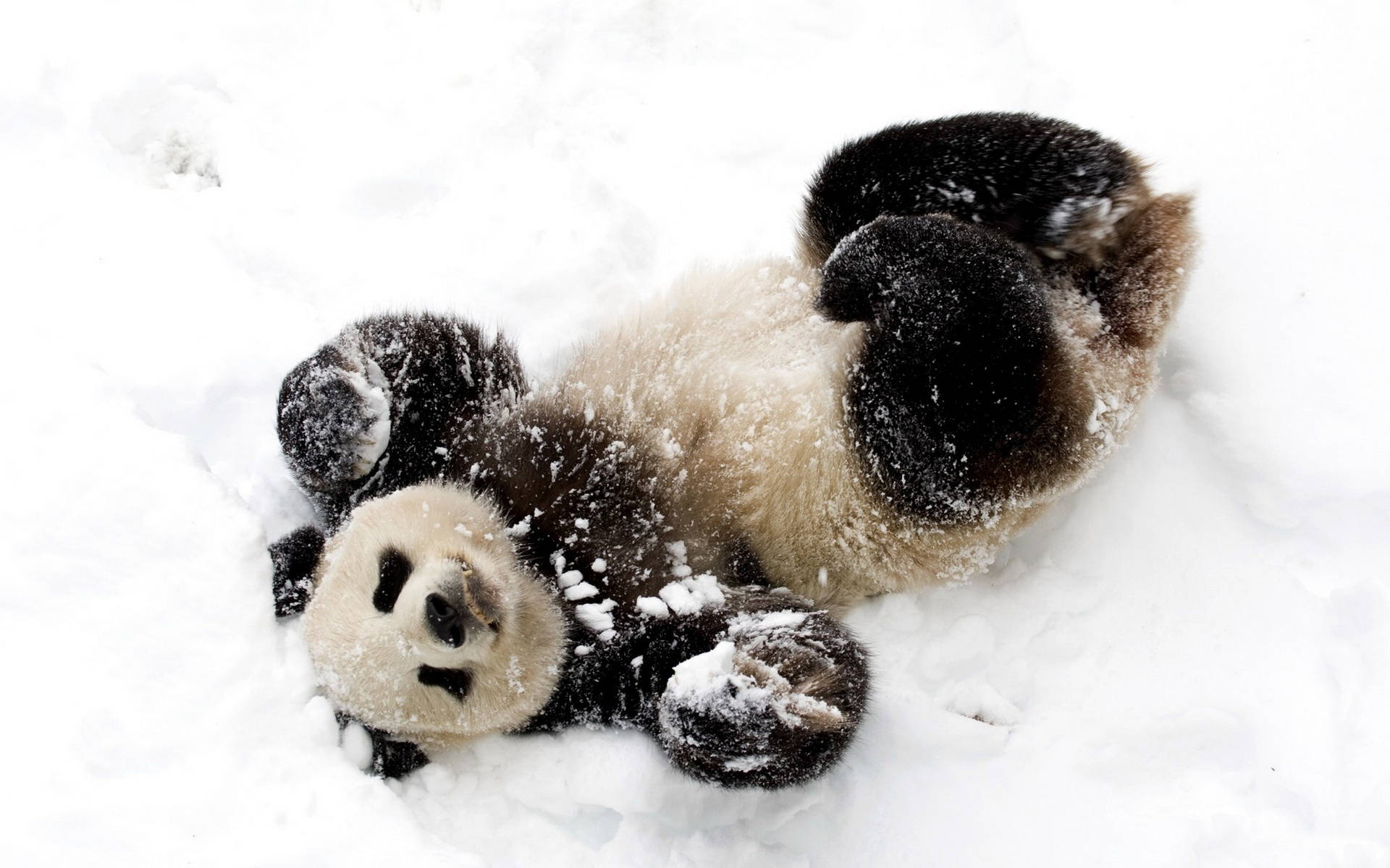 Cute Panda Rolling On The Snow