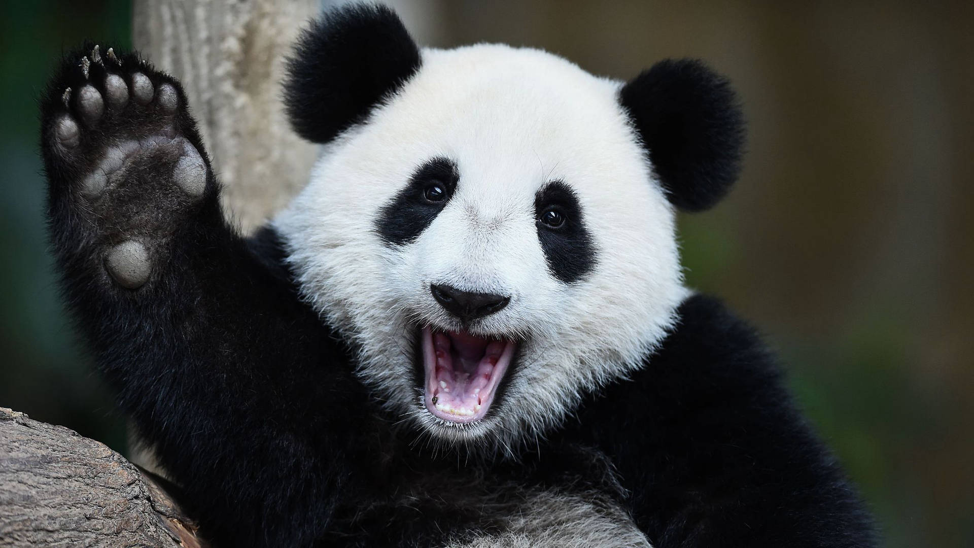 Sorridofofo De Panda. Papel de Parede