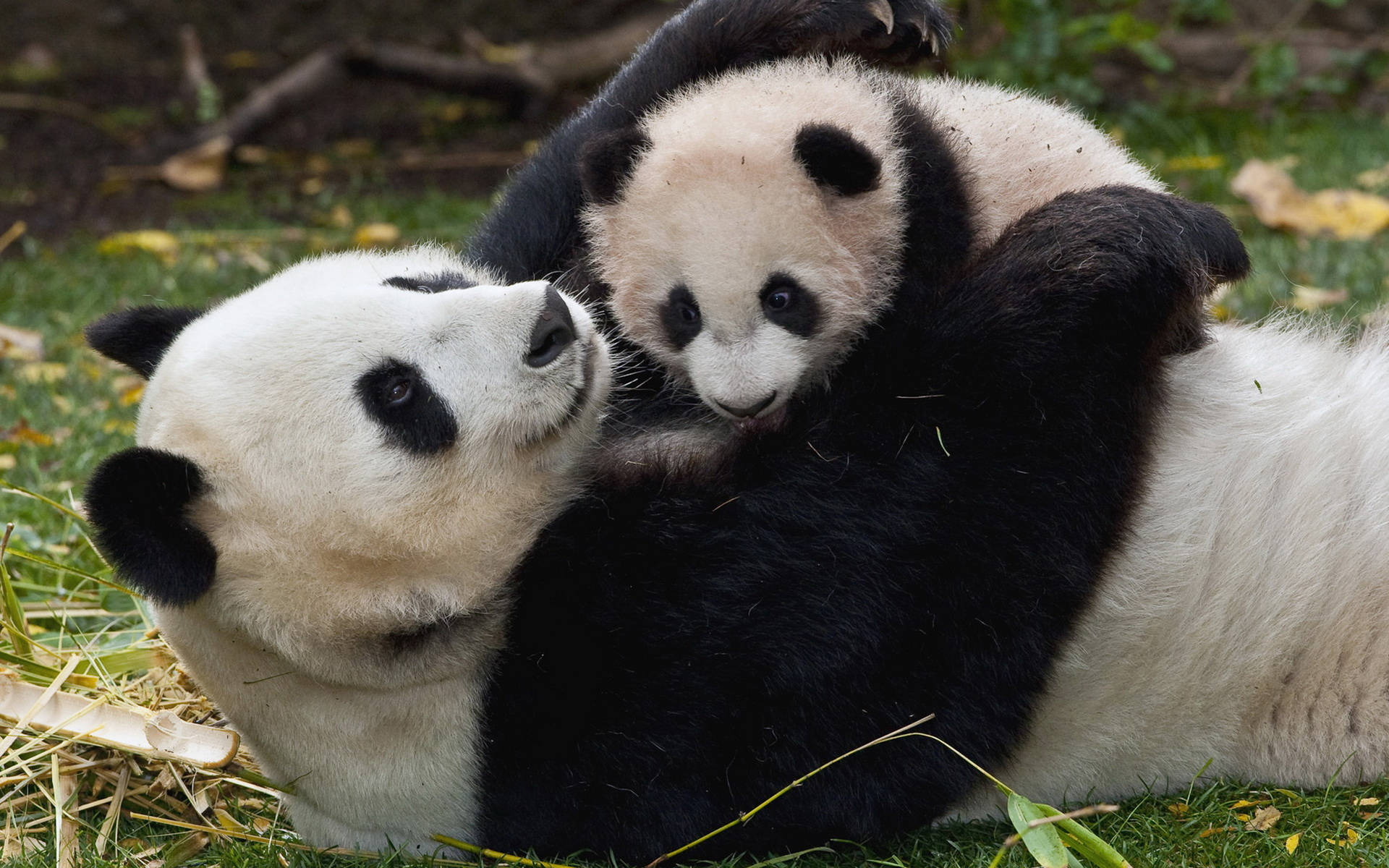 Cute Pandas Cuddling