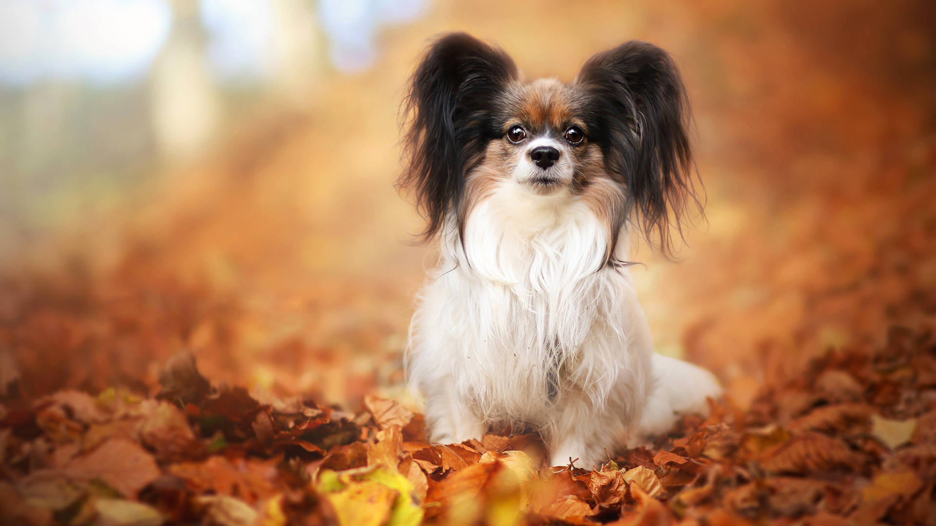 Cute Papillon Dog On Autumn Leaves Background