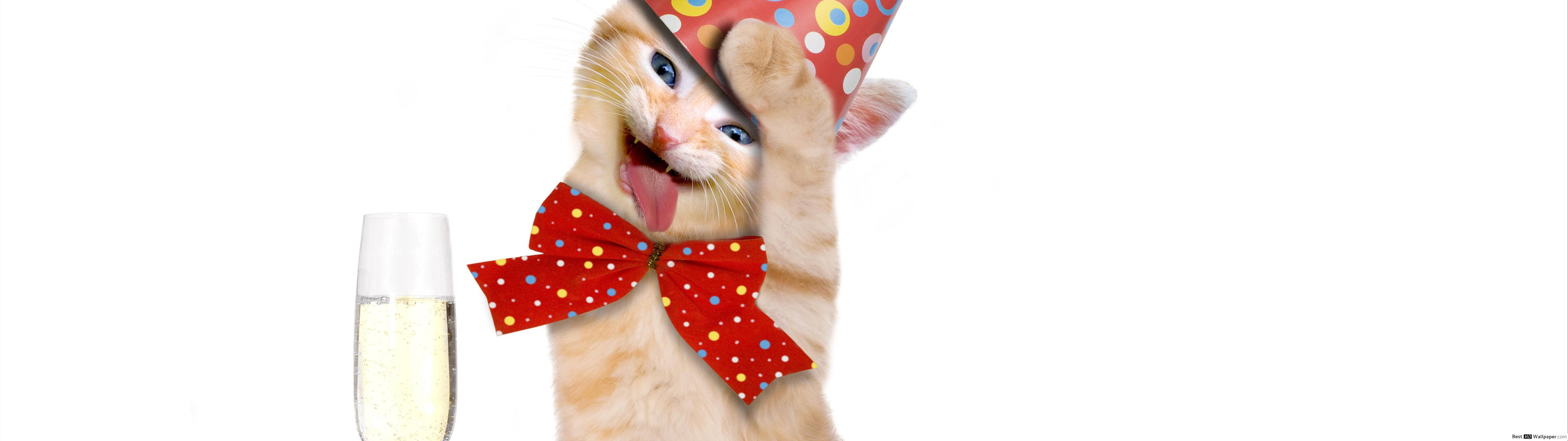 Cute Party Cat Wallpaper