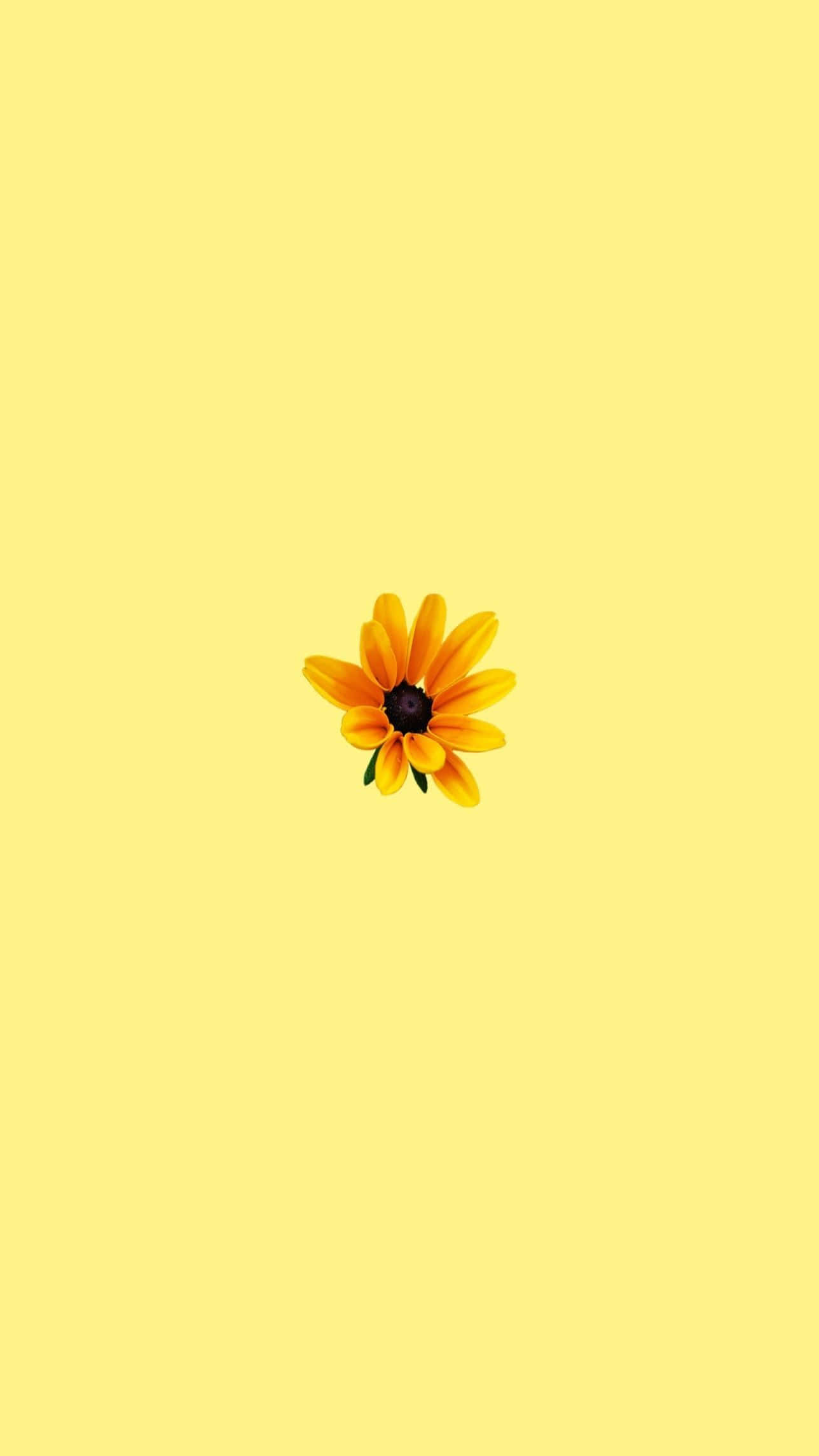 A Yellow Flower On A Yellow Background