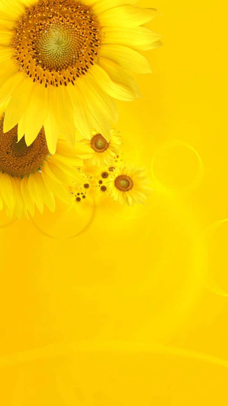 Niedlichespastellgelbes Großes Sonnenblumenmotiv Wallpaper