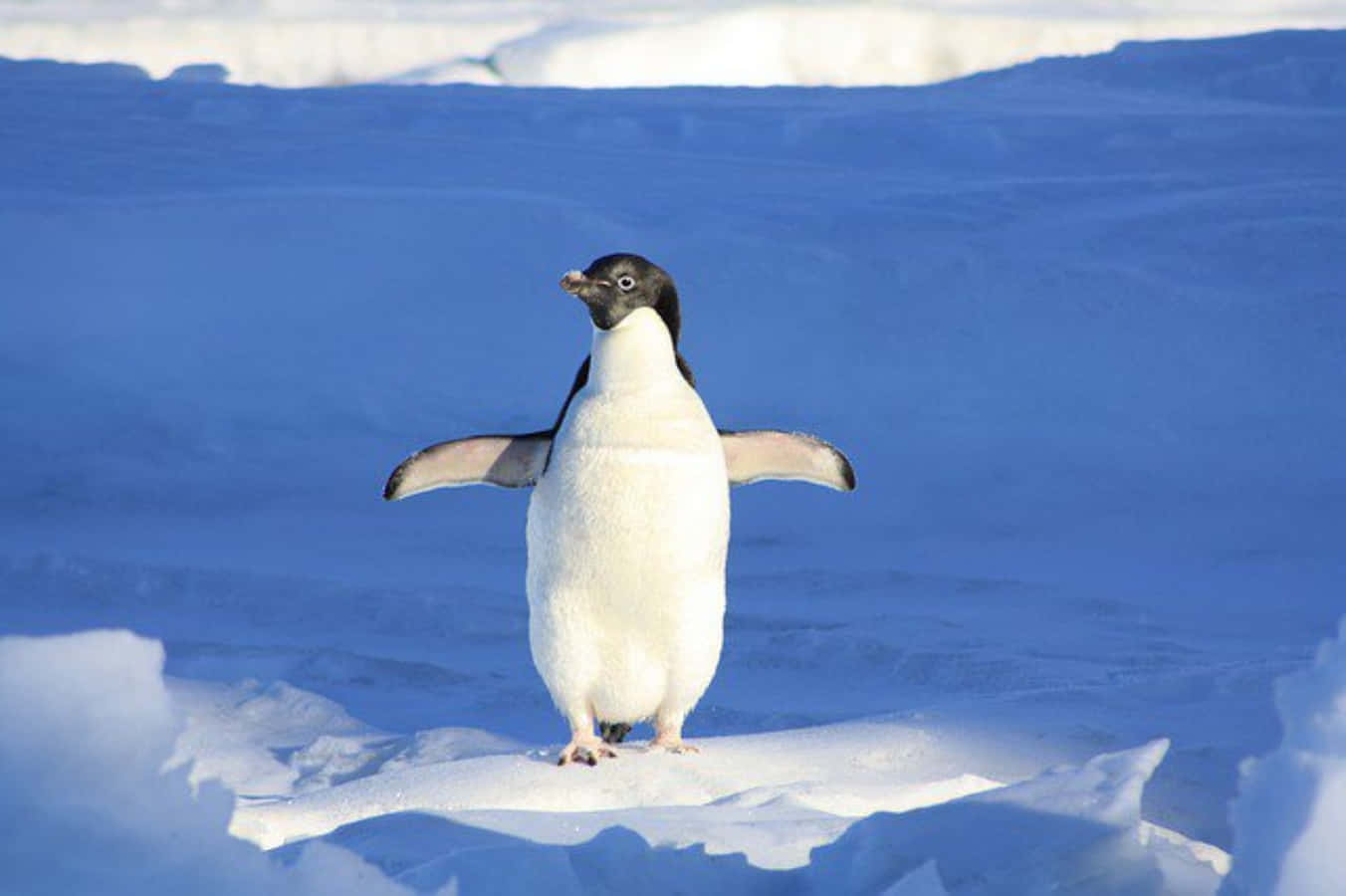 Cute Penguin Pictures 1352 X 900 Picture
