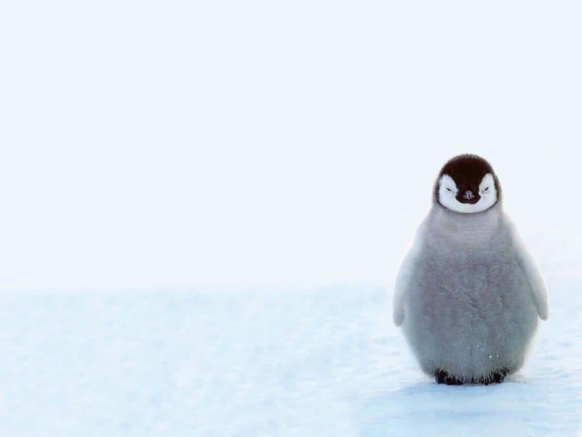 Immagineminimalista Di Dolci Pinguini Nella Neve.