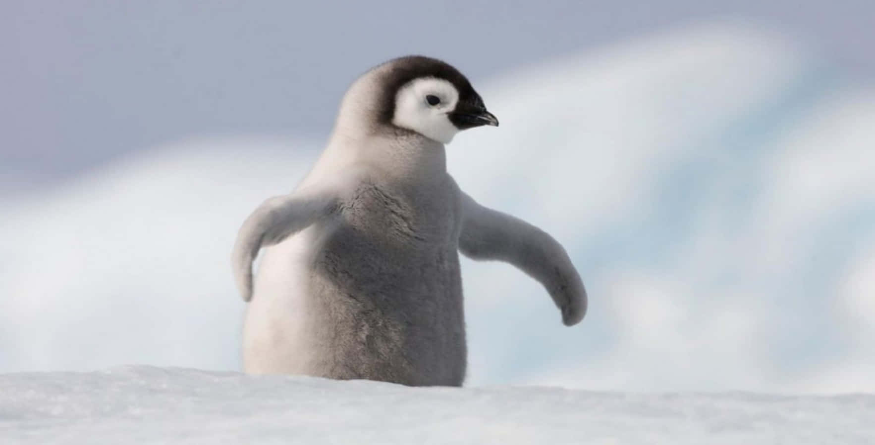 Cute Penguin Pictures 1766 X 900 Picture