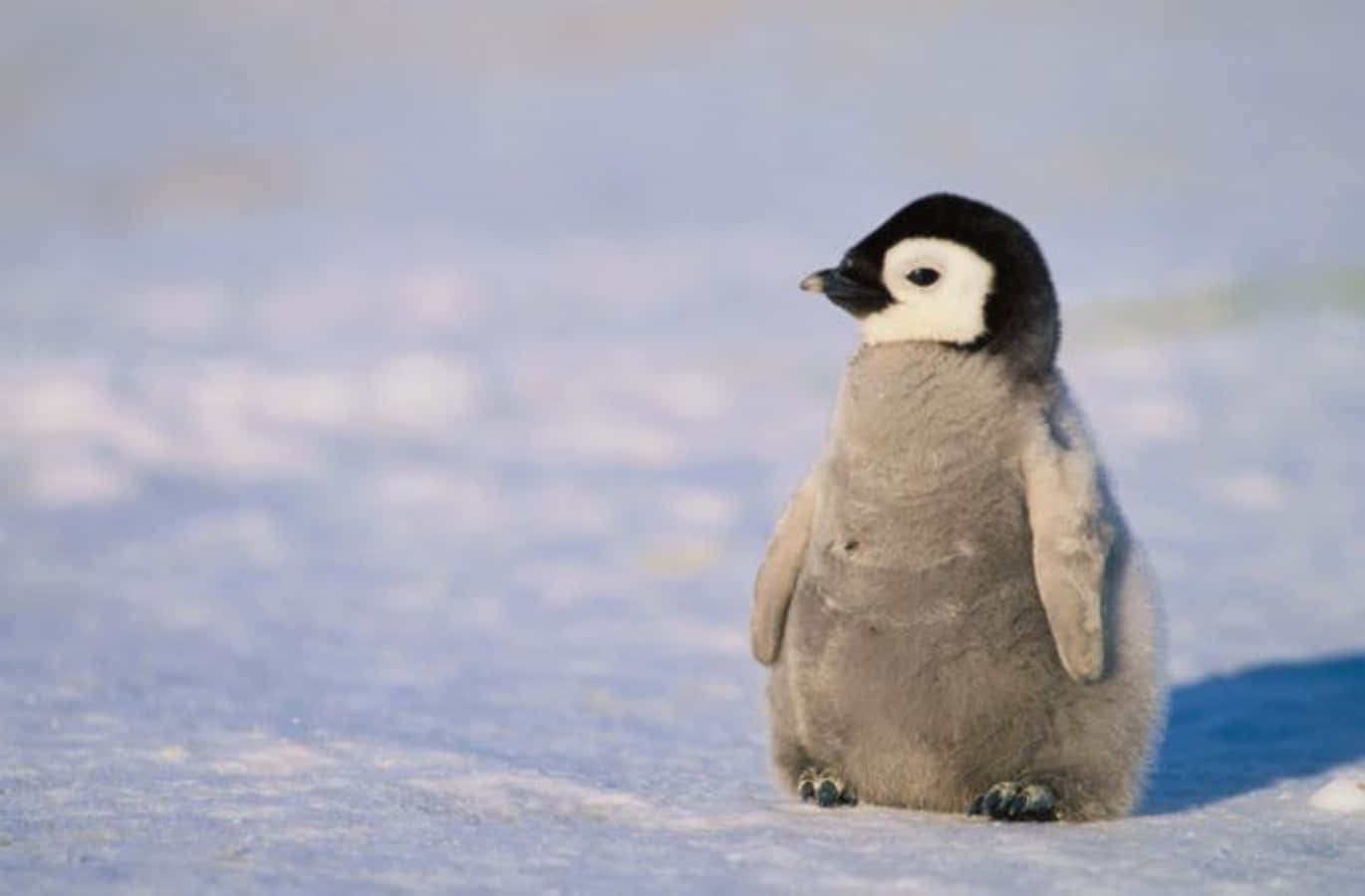 Süßesbild Von Einem Baby-pinguin In Der Antarktis
