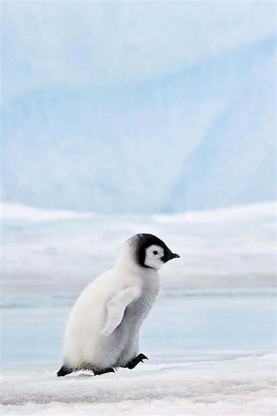 Cute Penguin Pictures 900 X 1350 Picture