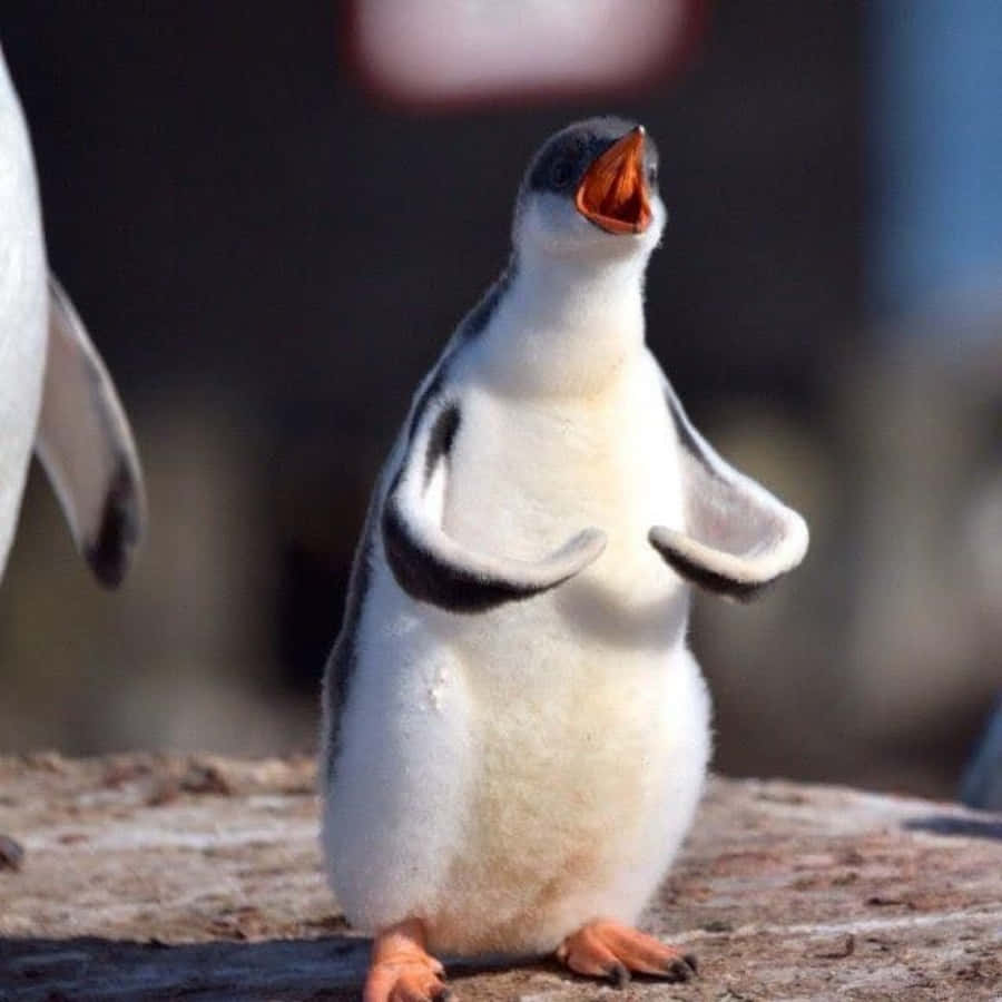 Witzigeswaitaha Niedliches Pinguin-bild
