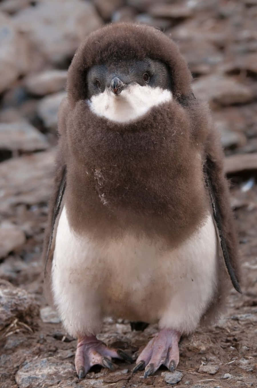 Sötbild På En Sömnig Adélie-pingvin.