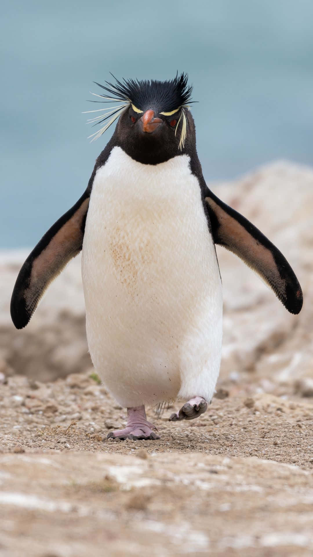 Sød Vred Rockhopper Pingvin Billede Tapet