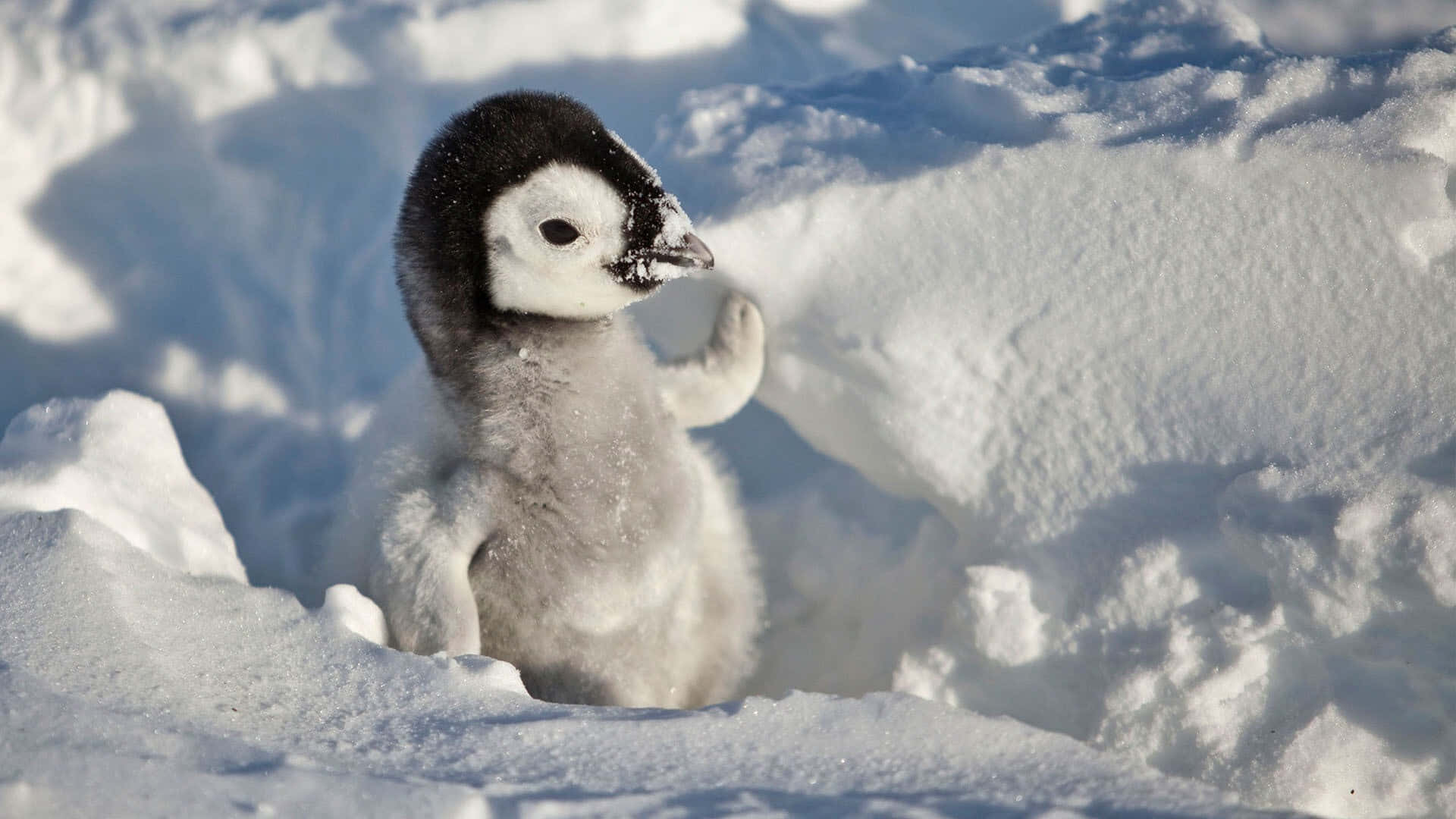 Immagineadorabile Di Un Pinguino Sotto La Neve Al Sole.
