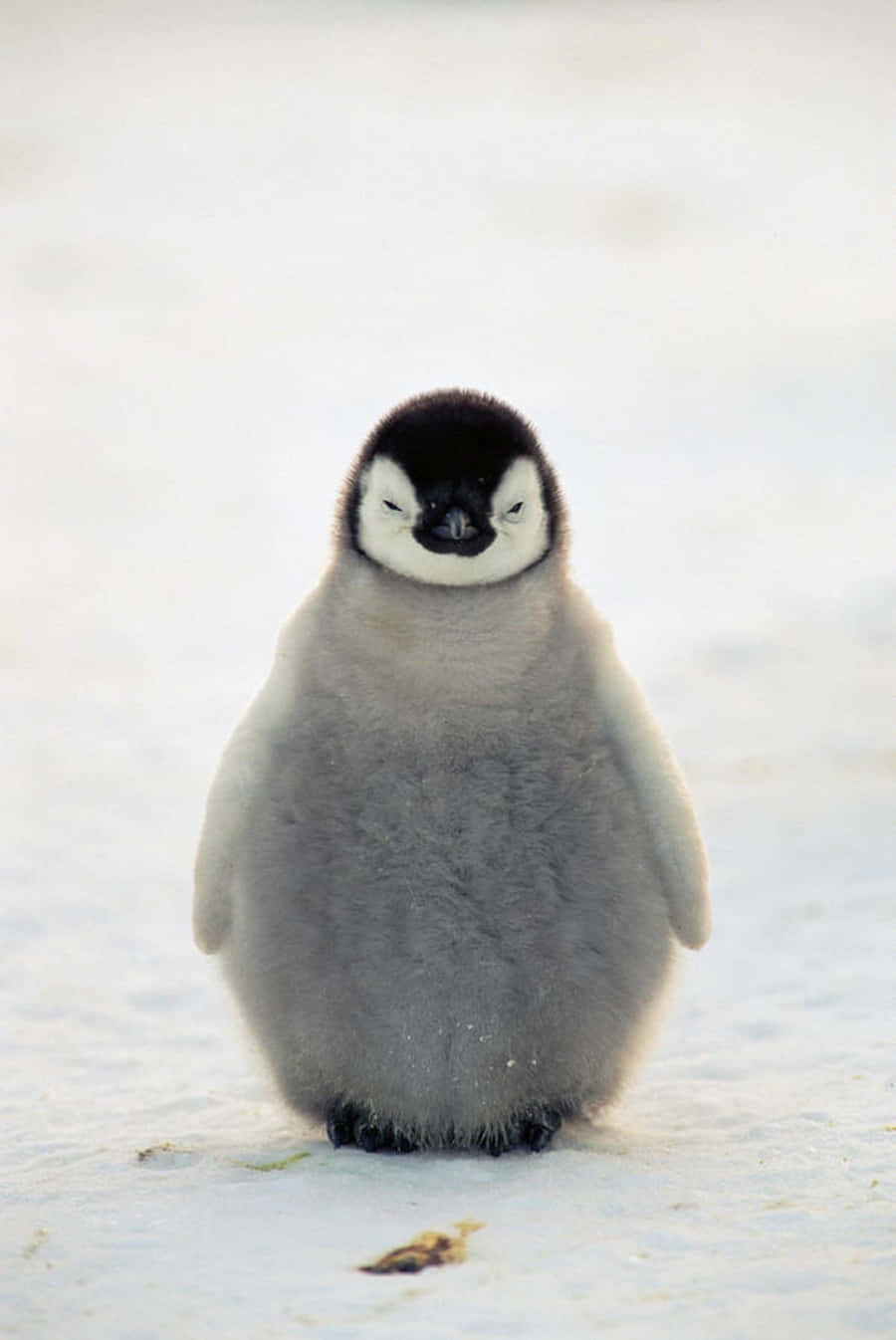 Adorabileimmagine Minimalista Di Un Cucciolo Di Pinguino.