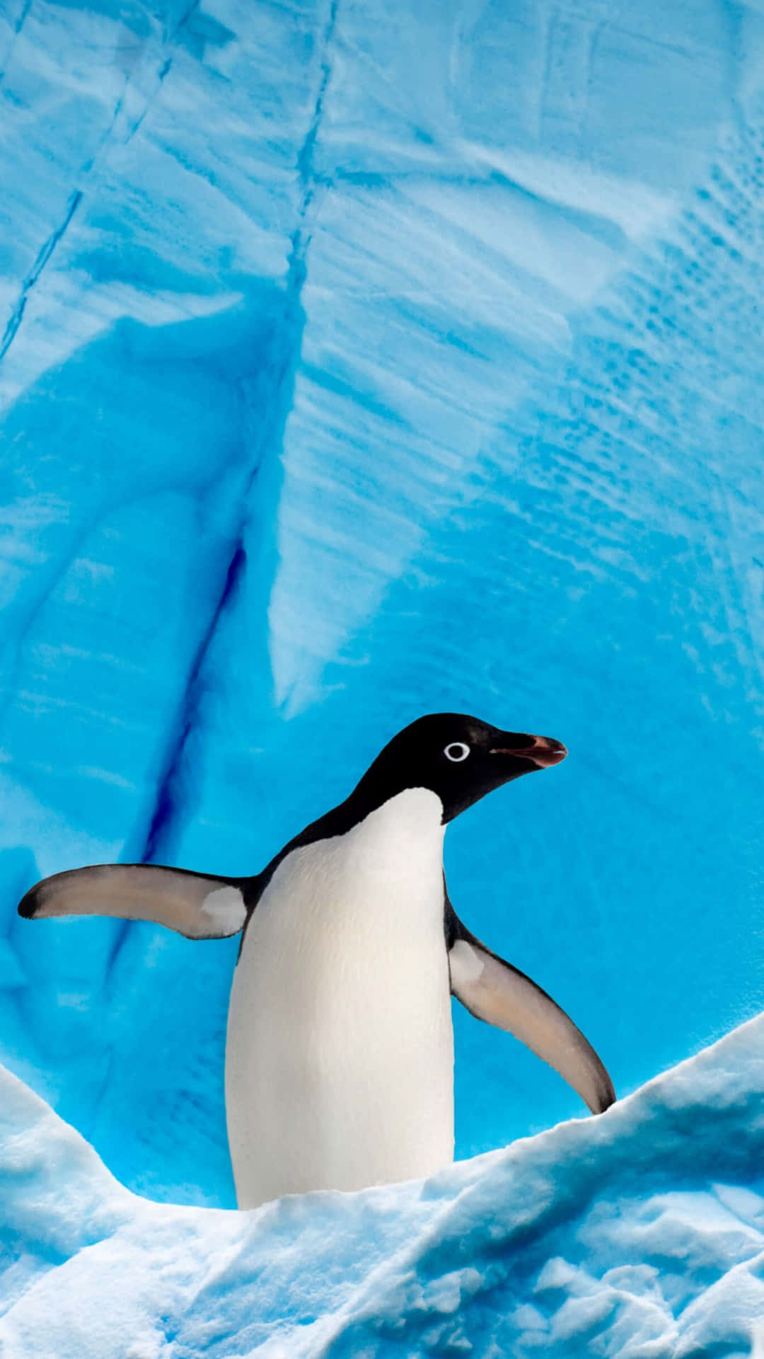 Download Cute Penguin Pictures 