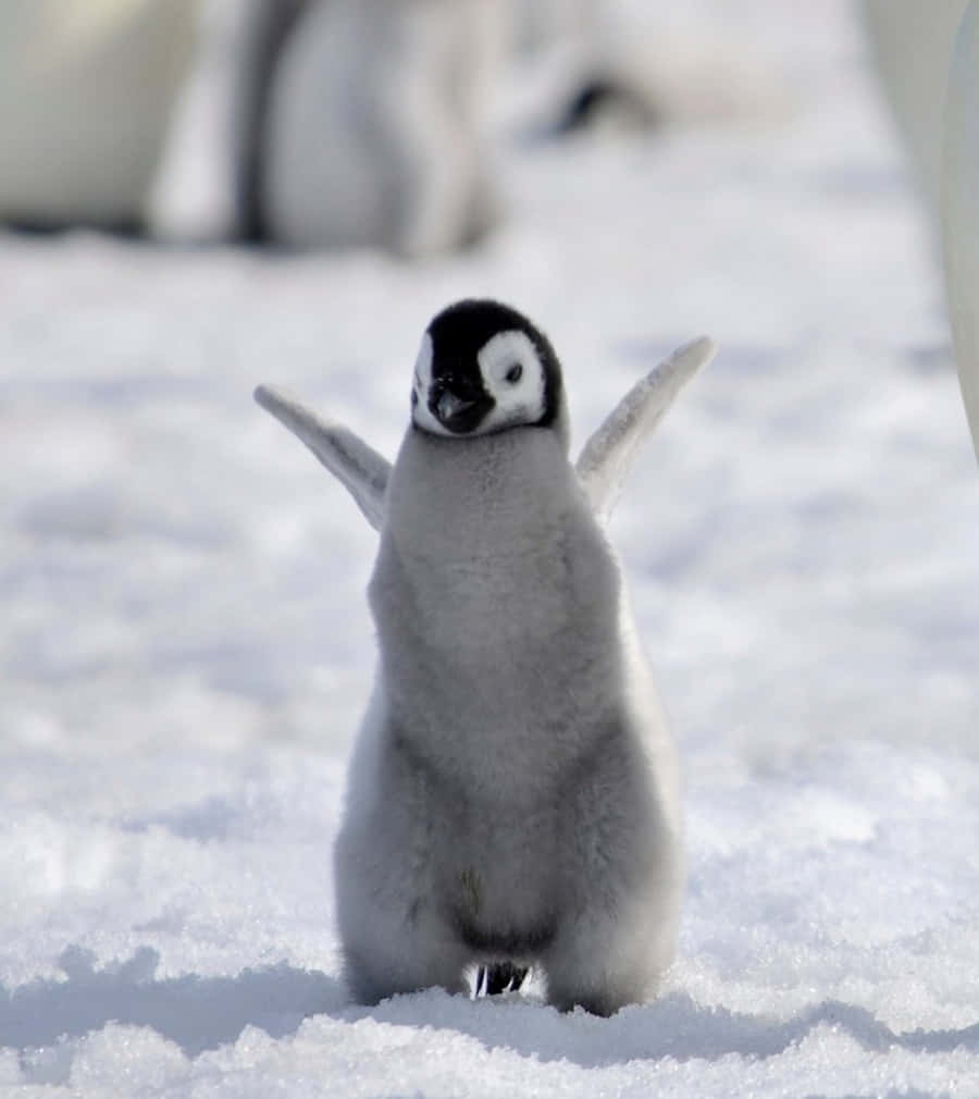 Niedlichesglückliches Pinguinbild Im Schnee.