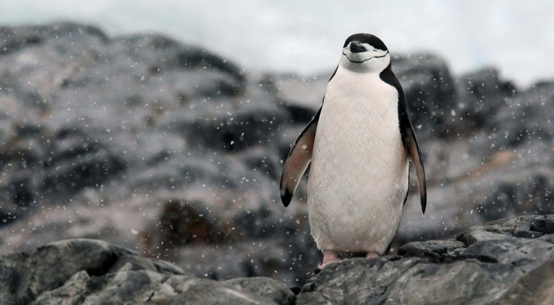Antarktisrockar Söt Pingvinbild.