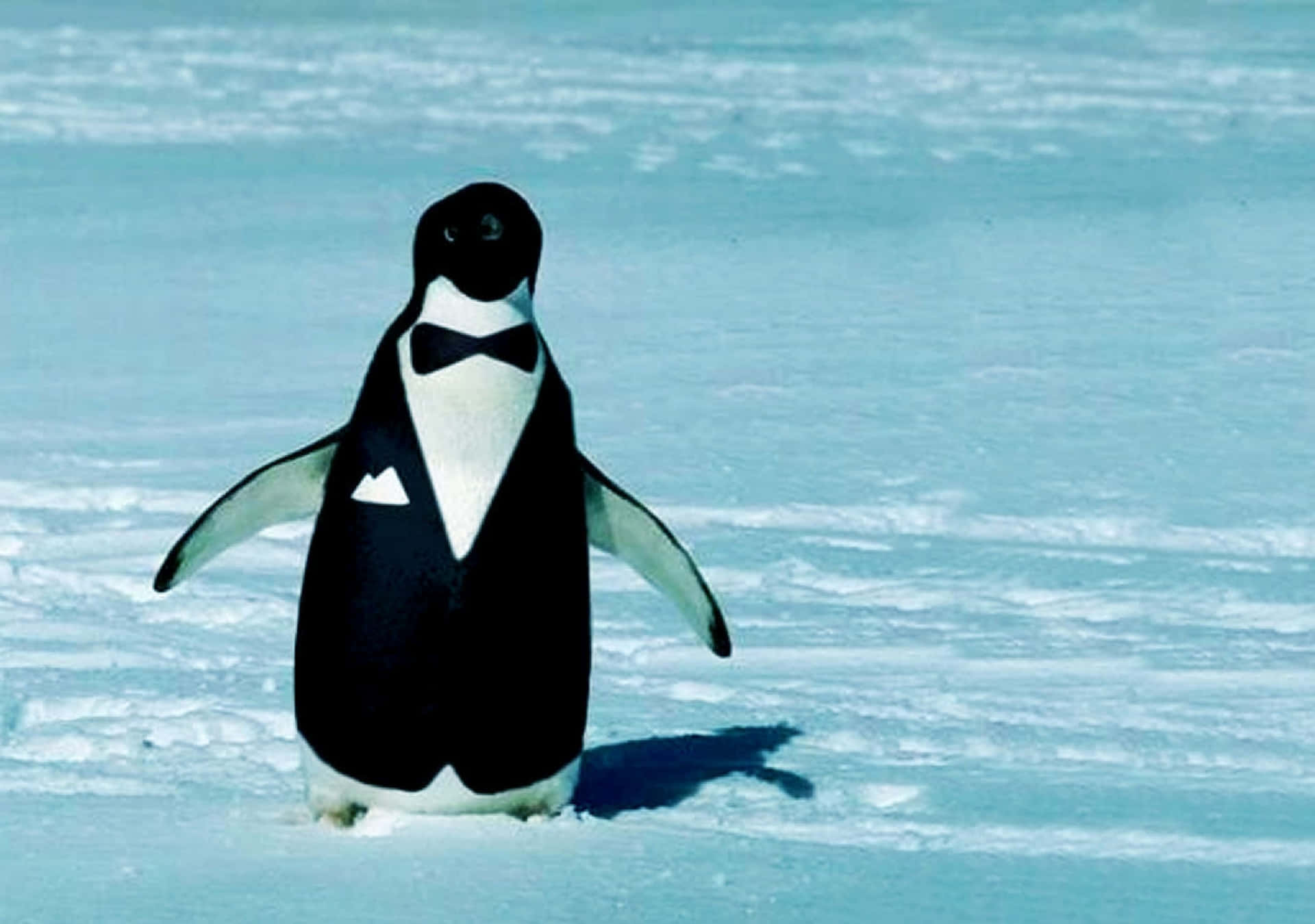 Immaginedi Un Grazioso Pinguino Adélie In Smoking Tuxedo.