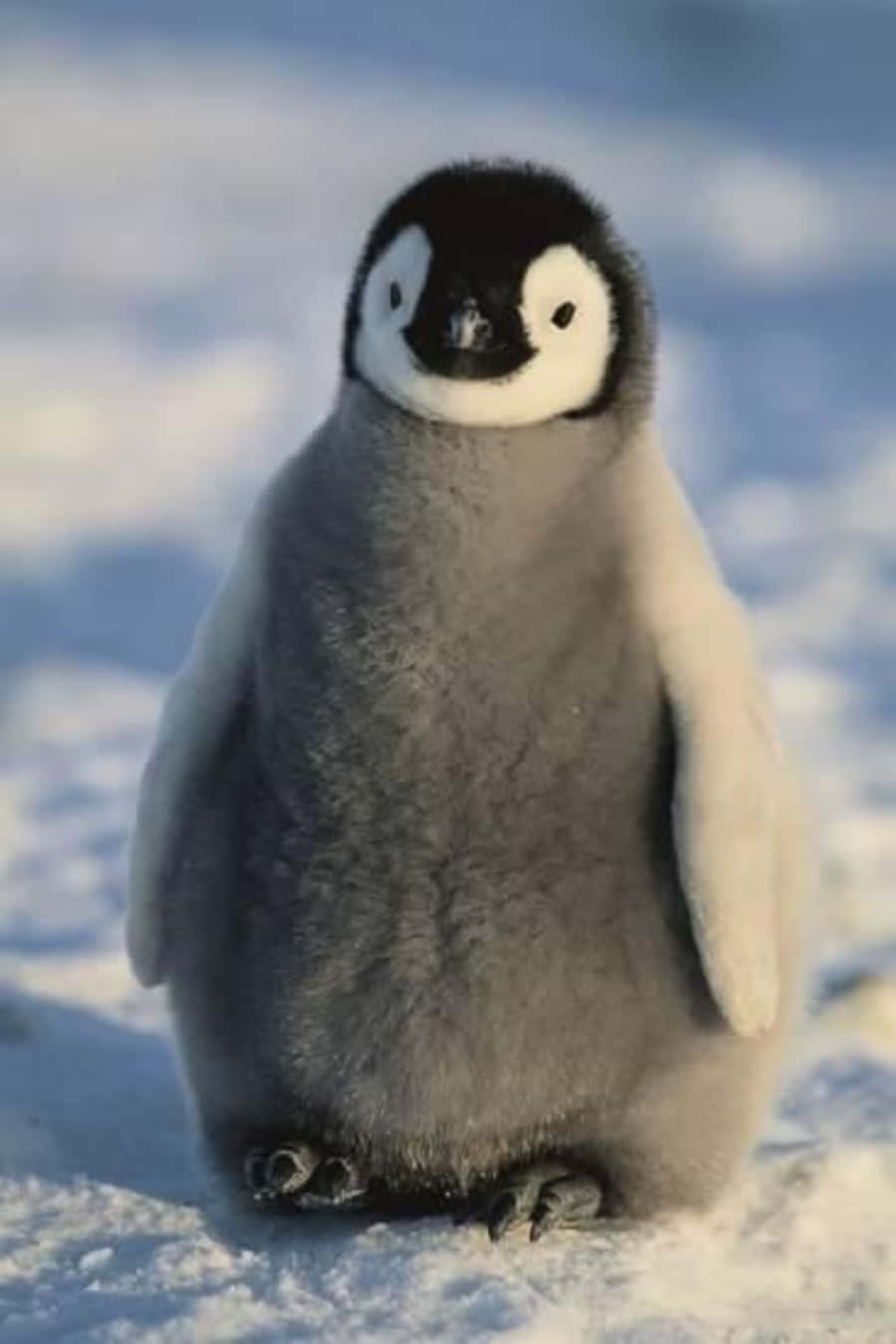 Imagenadorable De Un Pingüino Curioso