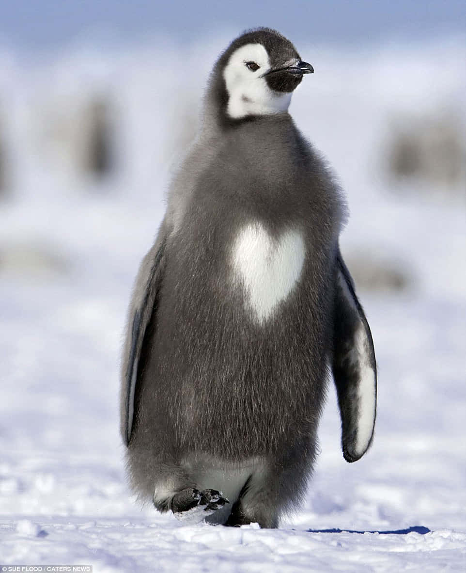 Imagenlinda De Un Pingüino Emperador Con Forma De Corazón.