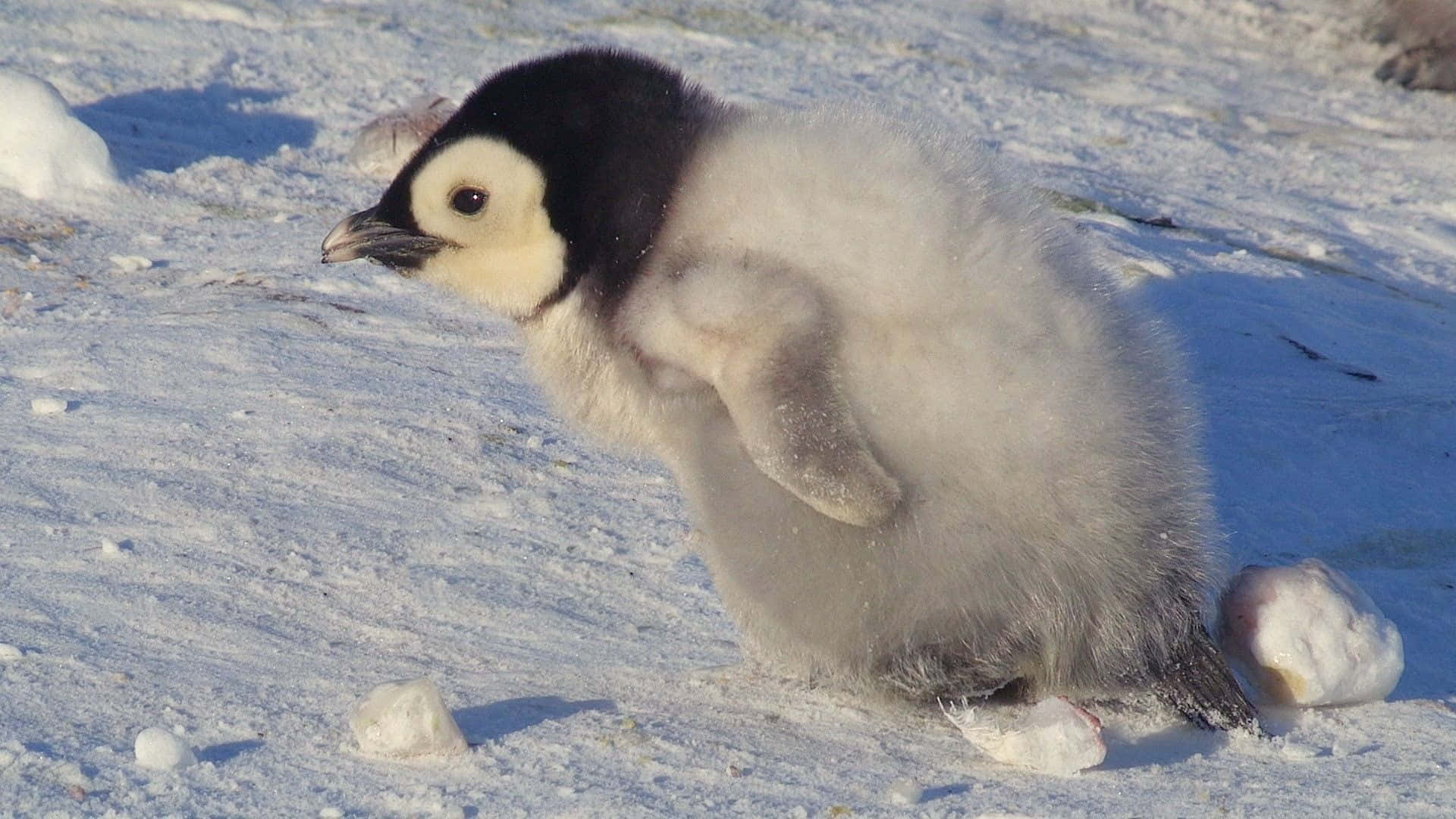 Niedlichesbild Eines Süßen Pinguins Beim Spaziergang