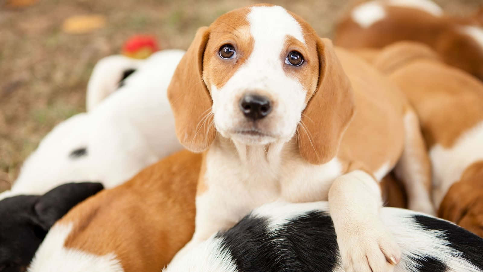 Cute Pets Beagle Puppy On Pile Picture