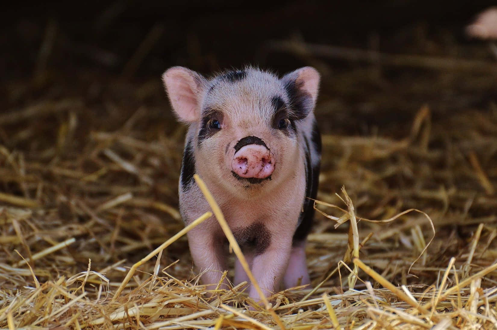 Cute Pets Piglet On Hay Picture