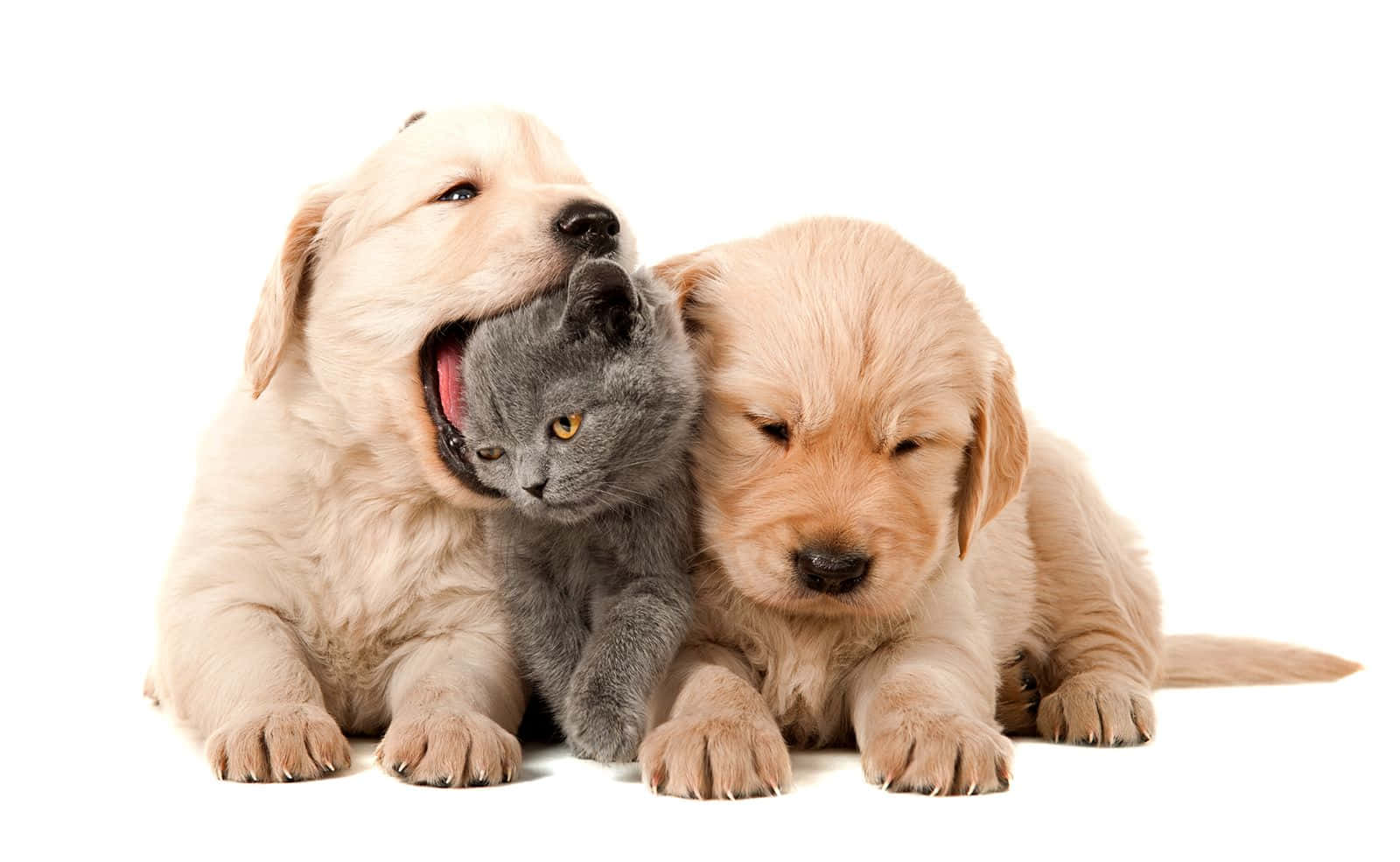 An Adorable Trio of Furry Companions